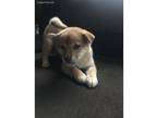 Shiba Inu Puppy for sale in Amboy, IL, USA