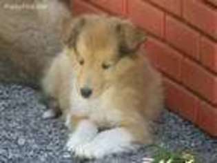 Collie Puppy for sale in Seward, PA, USA