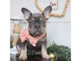 French Bulldog Puppy for sale in Wakarusa, IN, USA