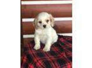 Cocker Spaniel Puppy for sale in Mayslick, KY, USA