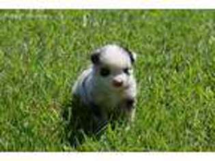 Australian Shepherd Puppy for sale in Fork, SC, USA