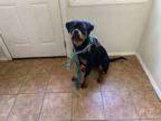 Rottweiler Puppy for sale in Fayetteville, NC, USA