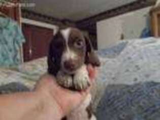 Dachshund Puppy for sale in Louisville, IL, USA