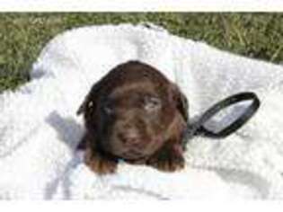 Labrador Retriever Puppy for sale in Farmington, MO, USA