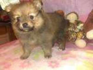 Pomeranian Puppy for sale in York, SC, USA