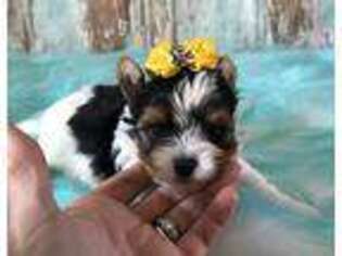 Biewer Terrier Puppy for sale in Jonestown, PA, USA