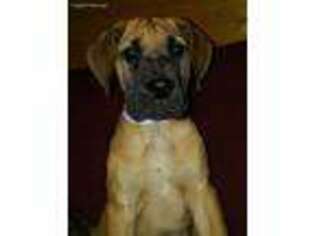 Great Dane Puppy for sale in Beaver Dams, NY, USA