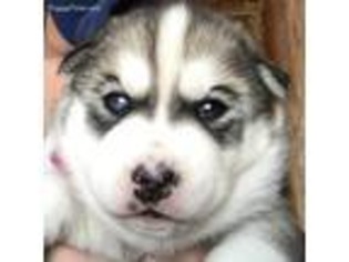 Siberian Husky Puppy for sale in Pipe Creek, TX, USA