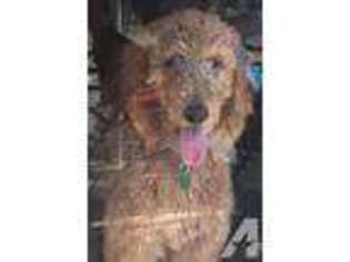 Goldendoodle Puppy for sale in MINERAL WELLS, TX, USA