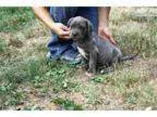 Neapolitan Mastiff Puppy for sale in Columbia, MO, USA