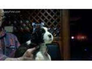 English Springer Spaniel Puppy for sale in Rockford, IL, USA