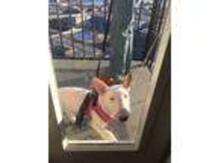 Bull Terrier Puppy for sale in Union City, NJ, USA