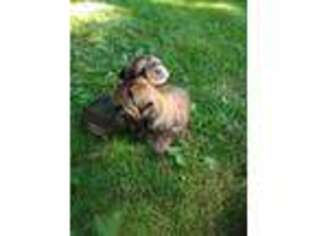 Yorkshire Terrier Puppy for sale in Garden City, MI, USA