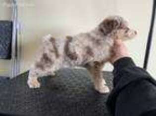 Miniature Australian Shepherd Puppy for sale in Harris, MN, USA