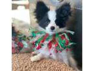 Papillon Puppy for sale in Shirley, AR, USA