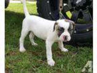 American Bulldog Puppy for sale in FORT PIERCE, FL, USA