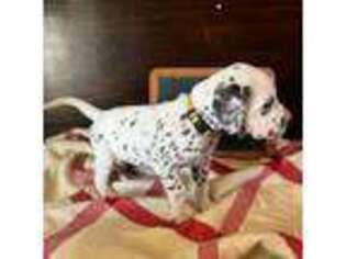 Dalmatian Puppy for sale in Bartlesville, OK, USA