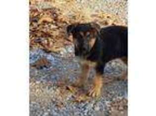 German Shepherd Dog Puppy for sale in Newalla, OK, USA