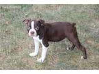 Boston Terrier Puppy for sale in Odon, IN, USA