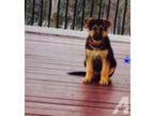 German Shepherd Dog Puppy for sale in MONTGOMERY, NY, USA