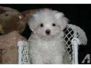 Maltese Puppy for sale in WONDER LAKE, IL, USA