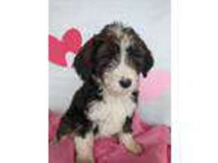 Mutt Puppy for sale in West Milton, OH, USA
