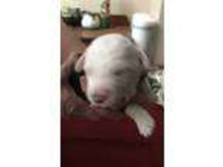 Old English Sheepdog Puppy for sale in Omaha, NE, USA