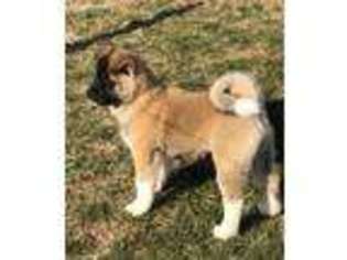 Akita Puppy for sale in Mc Louth, KS, USA