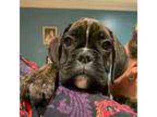 Boxer Puppy for sale in Springfield, LA, USA
