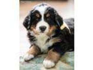 Bernese Mountain Dog Puppy for sale in Dewitt, MI, USA