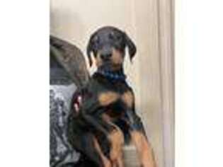 Doberman Pinscher Puppy for sale in Roosevelt, NY, USA