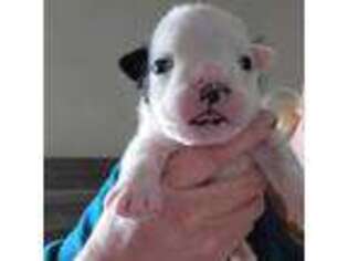 Bulldog Puppy for sale in Dandridge, TN, USA