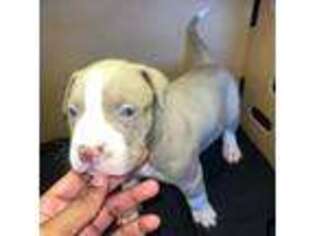 American Bulldog Puppy for sale in Staten Island, NY, USA