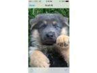 German Shepherd Dog Puppy for sale in Vincent, OH, USA