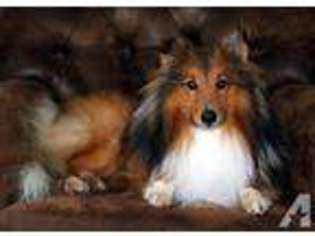 Shetland Sheepdog Puppy for sale in ROCHESTER, NY, USA
