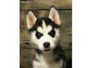 Siberian Husky Puppy for sale in Chillicothe, MO, USA