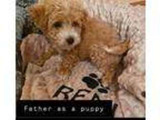 Mutt Puppy for sale in Oak Lawn, IL, USA