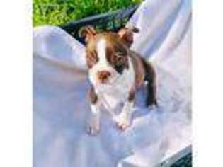 Boston Terrier Puppy for sale in Edinburg, TX, USA