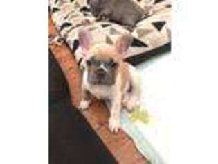 French Bulldog Puppy for sale in Westminster, CO, USA