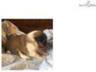 Shetland Sheepdog Puppy for sale in Lewiston, ID, USA