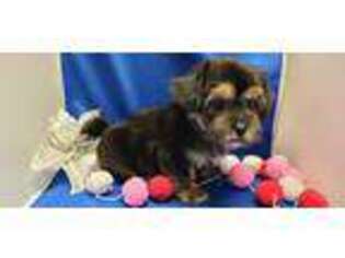 Mutt Puppy for sale in Floral City, FL, USA