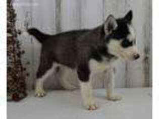 Siberian Husky Puppy for sale in Tuscola, IL, USA