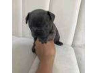 French Bulldog Puppy for sale in Shelby, NC, USA