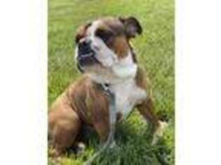 Olde English Bulldogge Puppy for sale in Angola, IN, USA