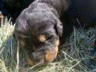 Rottweiler Puppy for sale in Maricopa, AZ, USA