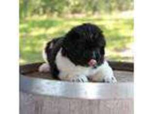 Newfoundland Puppy for sale in Shell Knob, MO, USA