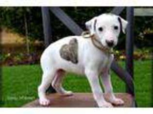 Whippet Puppy for sale in Madera, CA, USA