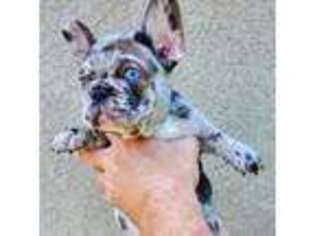 French Bulldog Puppy for sale in Redding, CA, USA