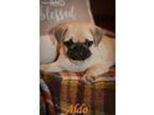 Pug Puppy for sale in Waco, TX, USA