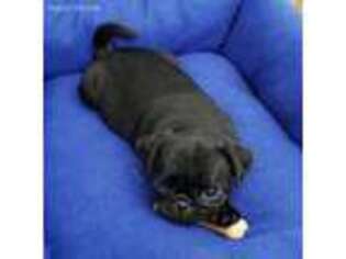 Pug Puppy for sale in Huffman, TX, USA